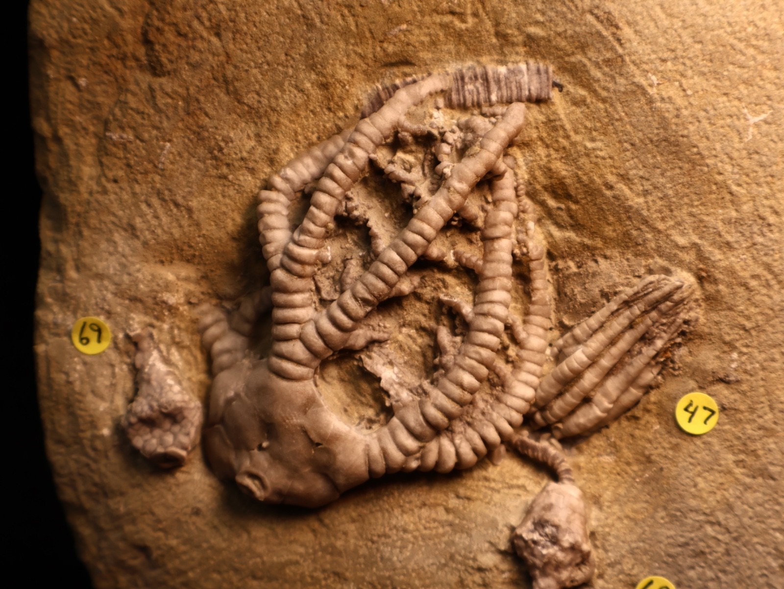 Vortex of Fossil Crinoids, Crawfordsville, IN