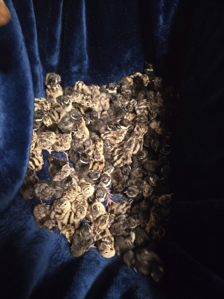 fertile pheasant eggs 36 plus 12