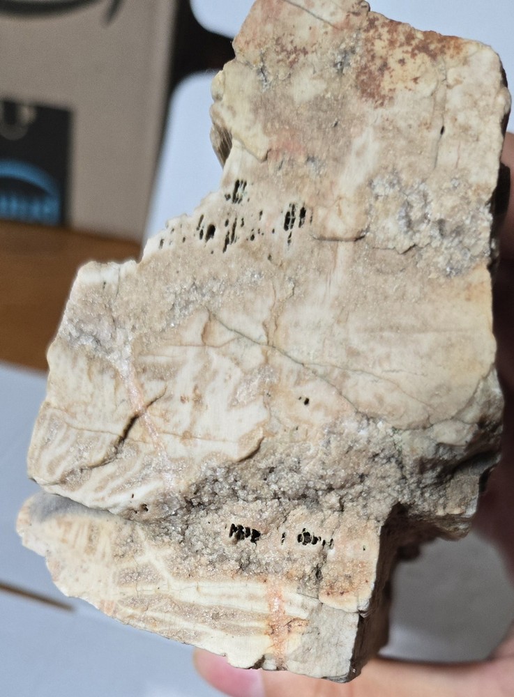 Petrified Wood