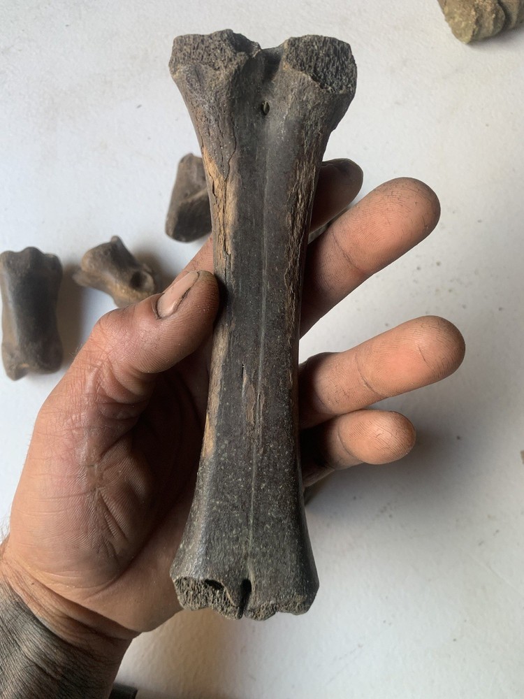Fossilized Bison Bones