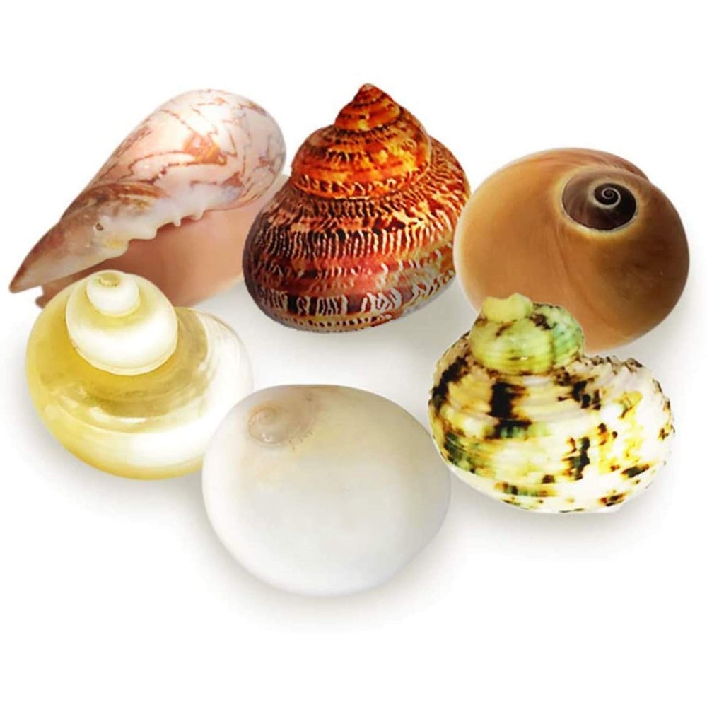 Hermit Crab Shells Medium and Large Growth Turbo Seashells 1â€ - 2â€ Shell