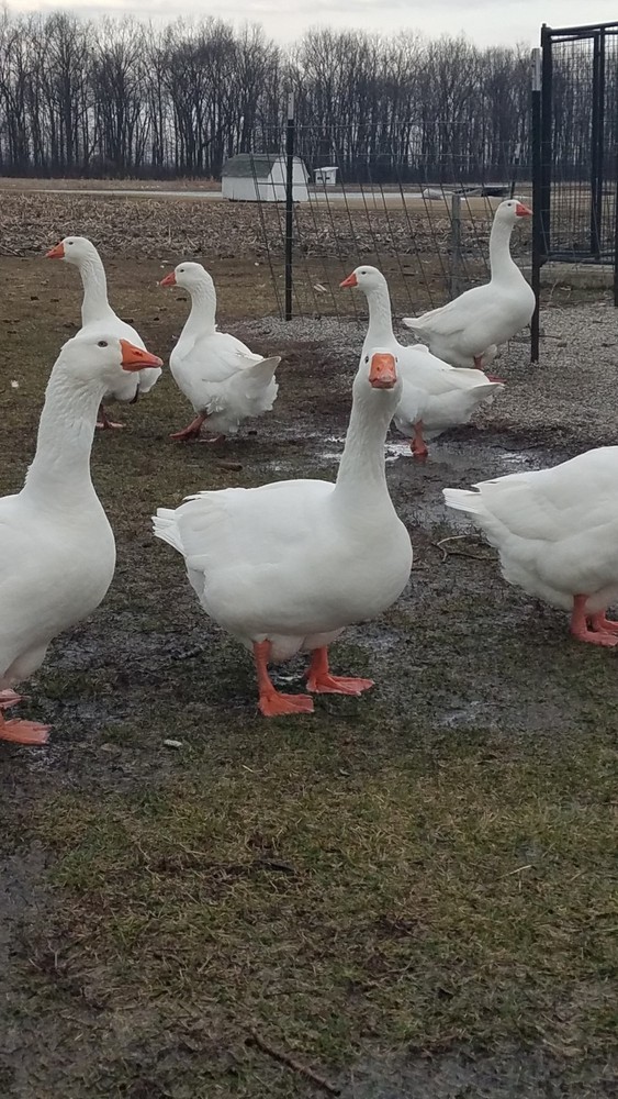 12 White Embden Hatching Goose Eggs