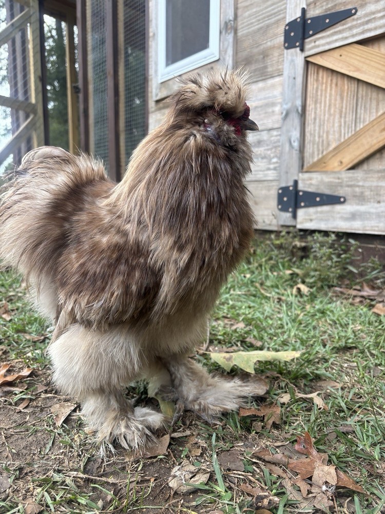 NPIP/ai clean Chocolate Silkie hatching eggs!