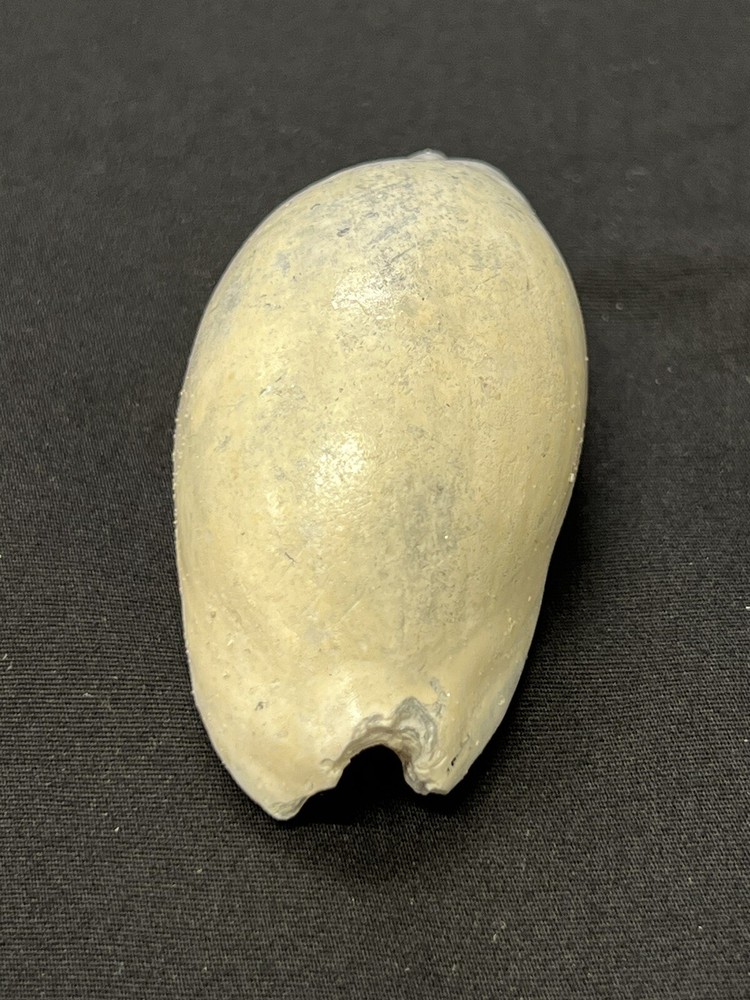 EXTINCT Fossilized COWRIE Shell From Central Florida - Pliocene Era.