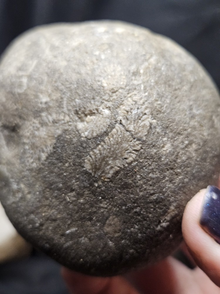 Fossilized Shell Concretion Specimen (14.8oz)