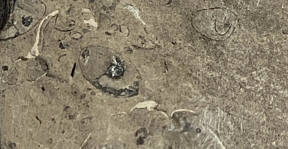 Fossil Plate Trilobite Upstate NY 7” #400