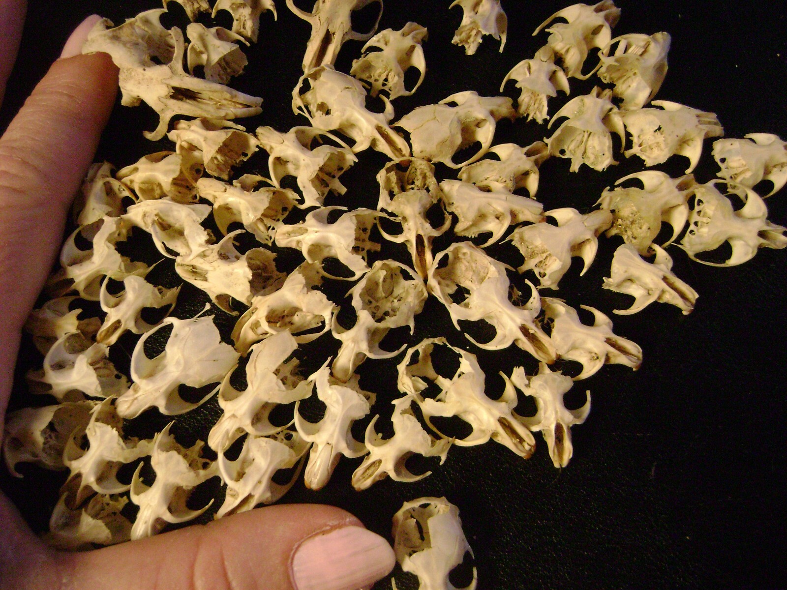 50 BROKEN RAT SKULLS real animal bones head skeleton taxidermy art crafts lot