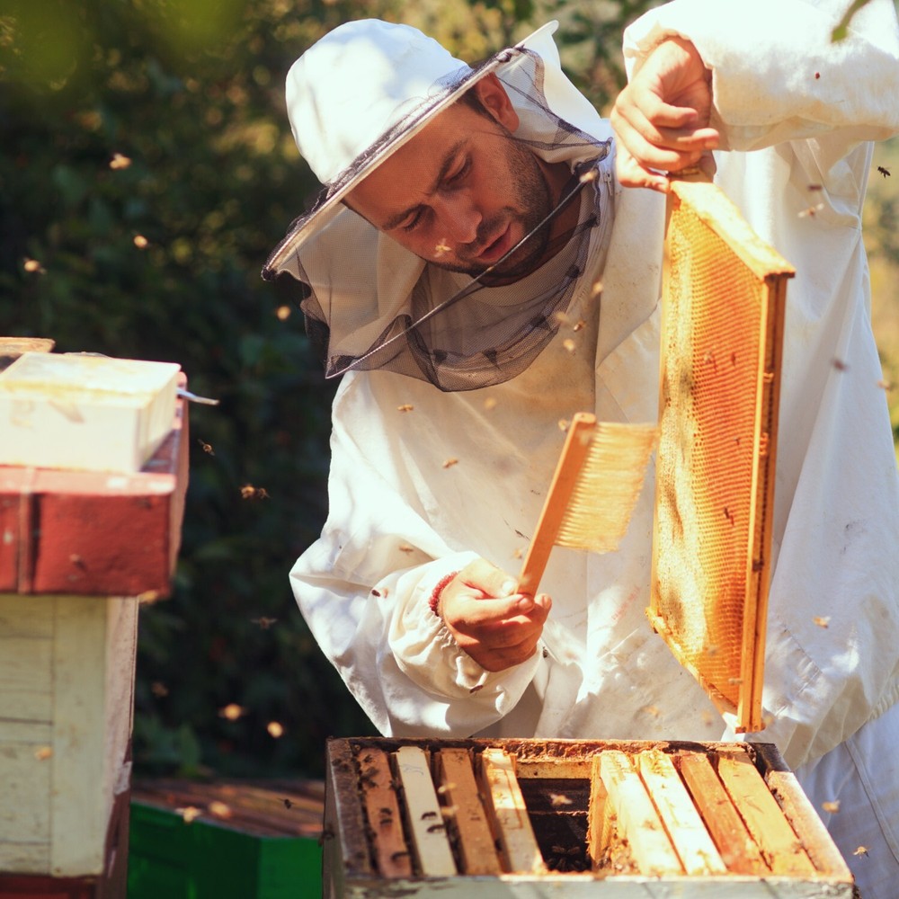 Beekeeping Beehive Frame, Waxed Plastic Foundation, Deep Assembled Amish Made