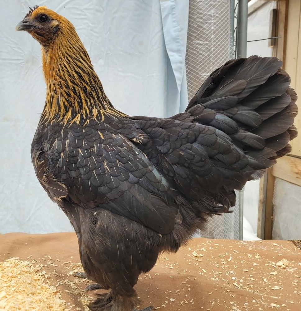 6+1 Hedemora Hatching Eggs Npip/ai