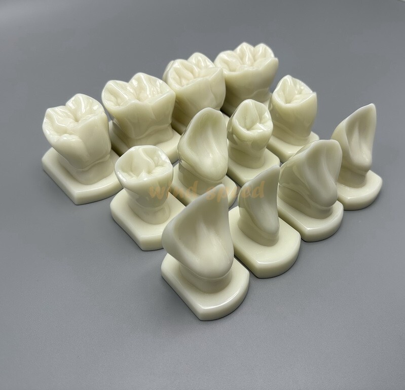 Dental Teeth Form Models OrthodonticTypodont Model For Lab Teaching Tooth Study