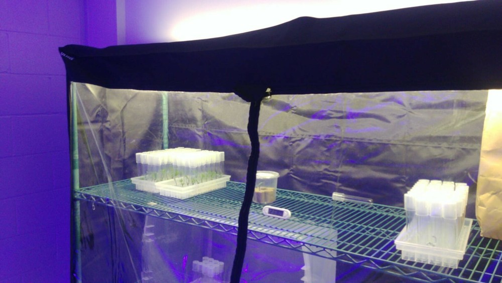 Tissue Culture Starter Kit Microclone Liquid Tubes Most Plants Include Cannabis