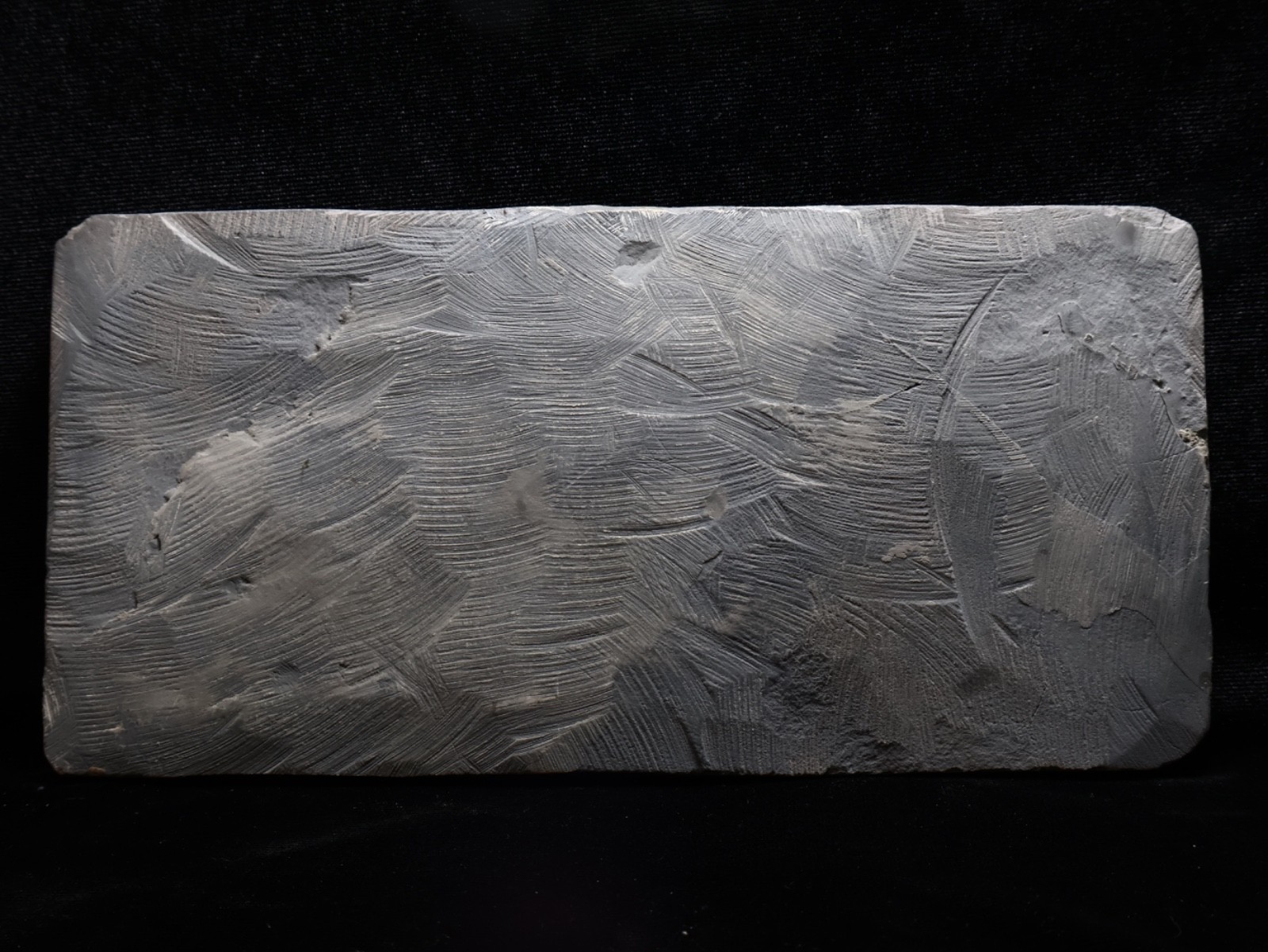 Stately Caryocrinites ornatus Fossil, Crinoid Relation, Middleport, New York