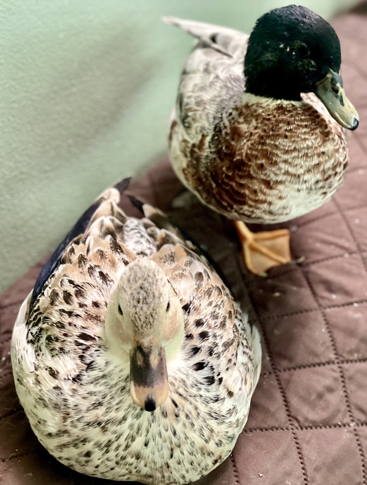 Snowy Call Duck Hatching Eggs- Qty 6 Pet Quality Fertile Call Duck Eggs