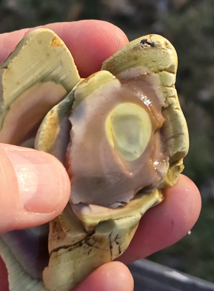 Royal Imperial Jasper Nodule Cut In Half Beautiful Egg Circle Pattern Rough