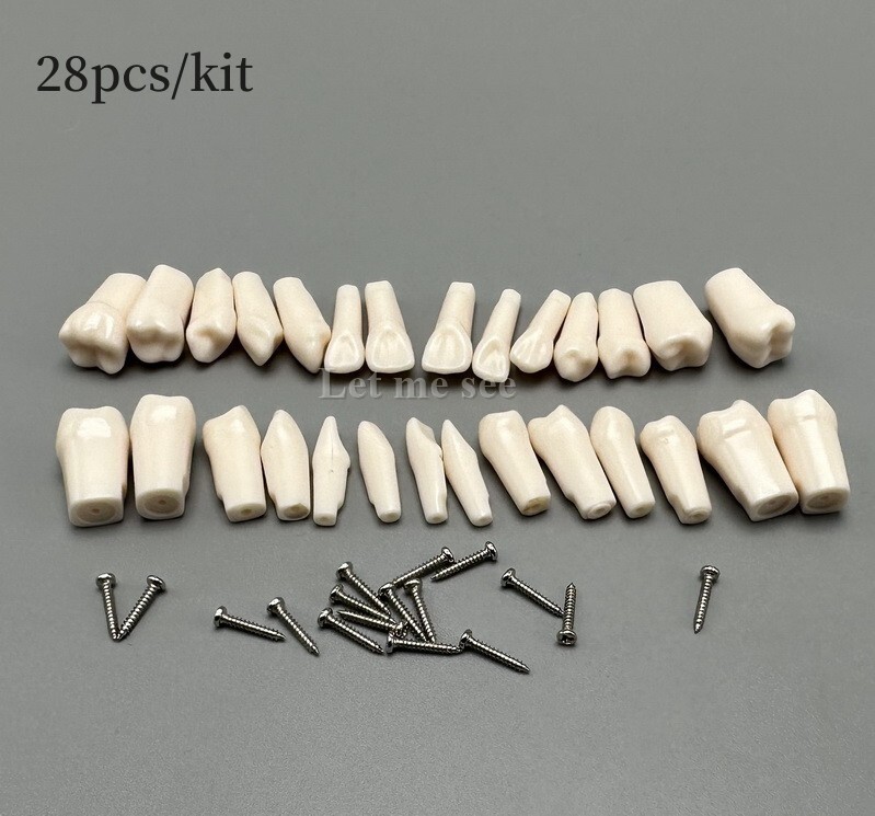 Dental Replacement Screw-in Teeth Typodont Models Study Practice Tooth Model