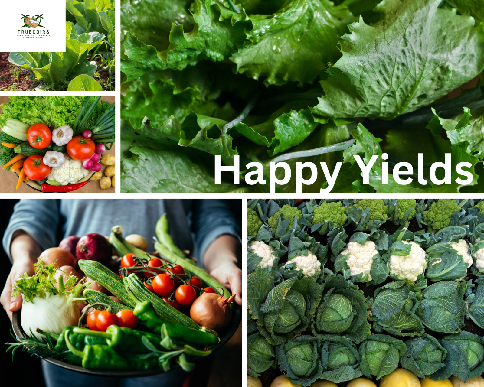 10LB/1.4LB CocoCoir Brick Coconut Fiber Potting Soil Plant Organic Growing Media