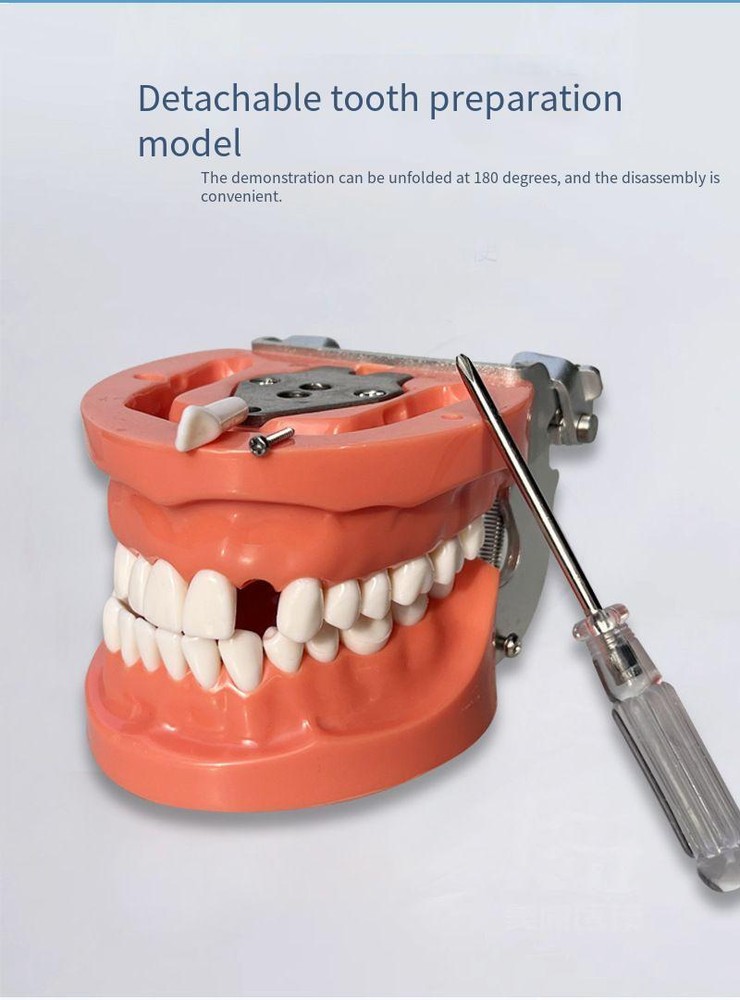 Dental 32PCS Teeth Model With Removable Teeth Training With a screwdriver