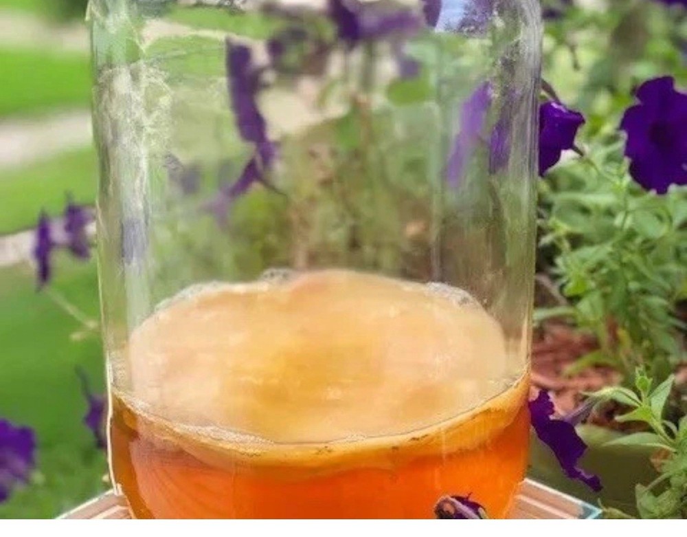 Large KOMBUCHA SCOBY  And 2 CUPS Strong starter tea (Makes 1 Gallon Batch)
