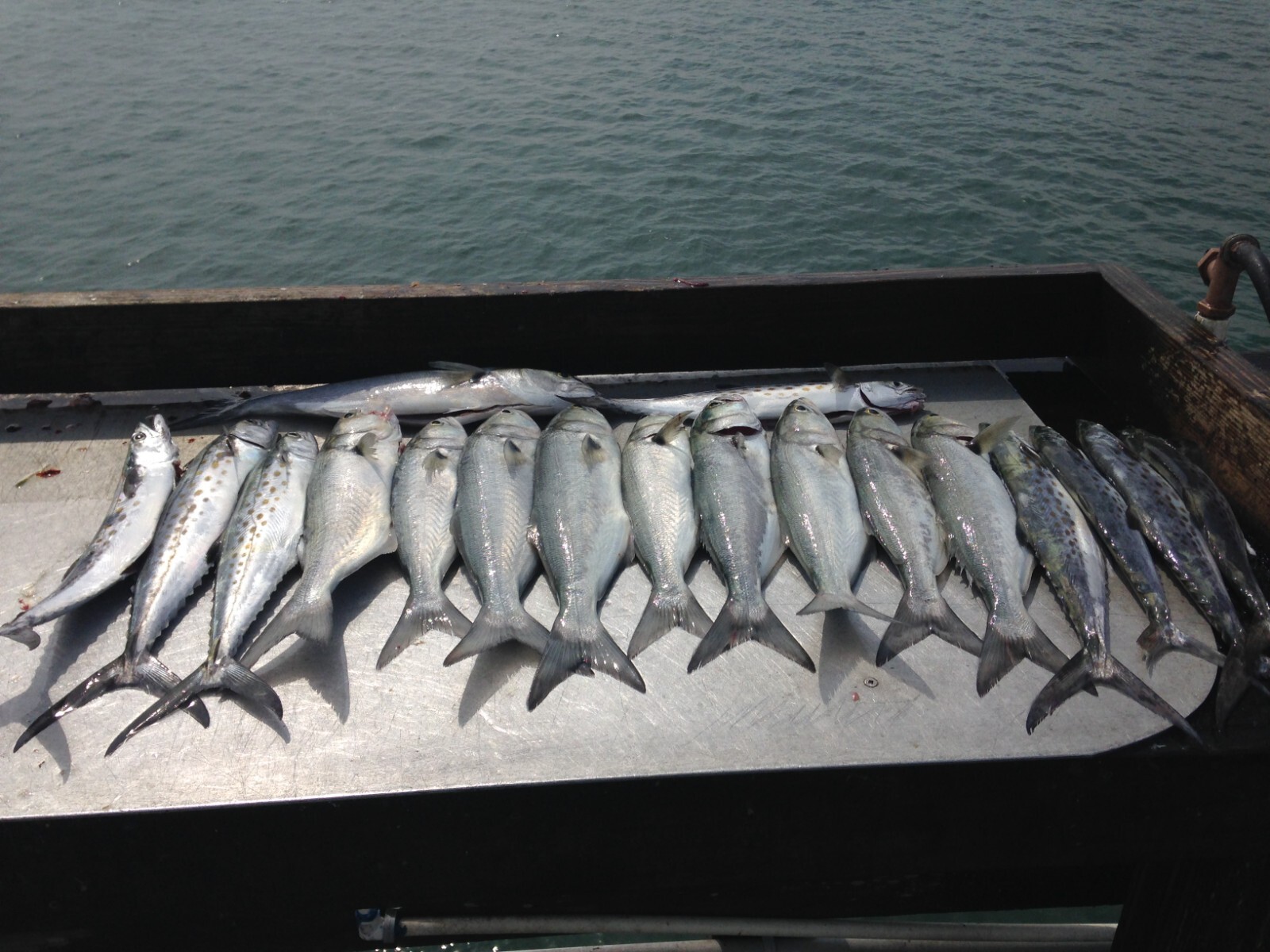 "Super Sand Flea" Hi-Low Fishing Rigs Bullet Floats Pompano Whiting Snappers