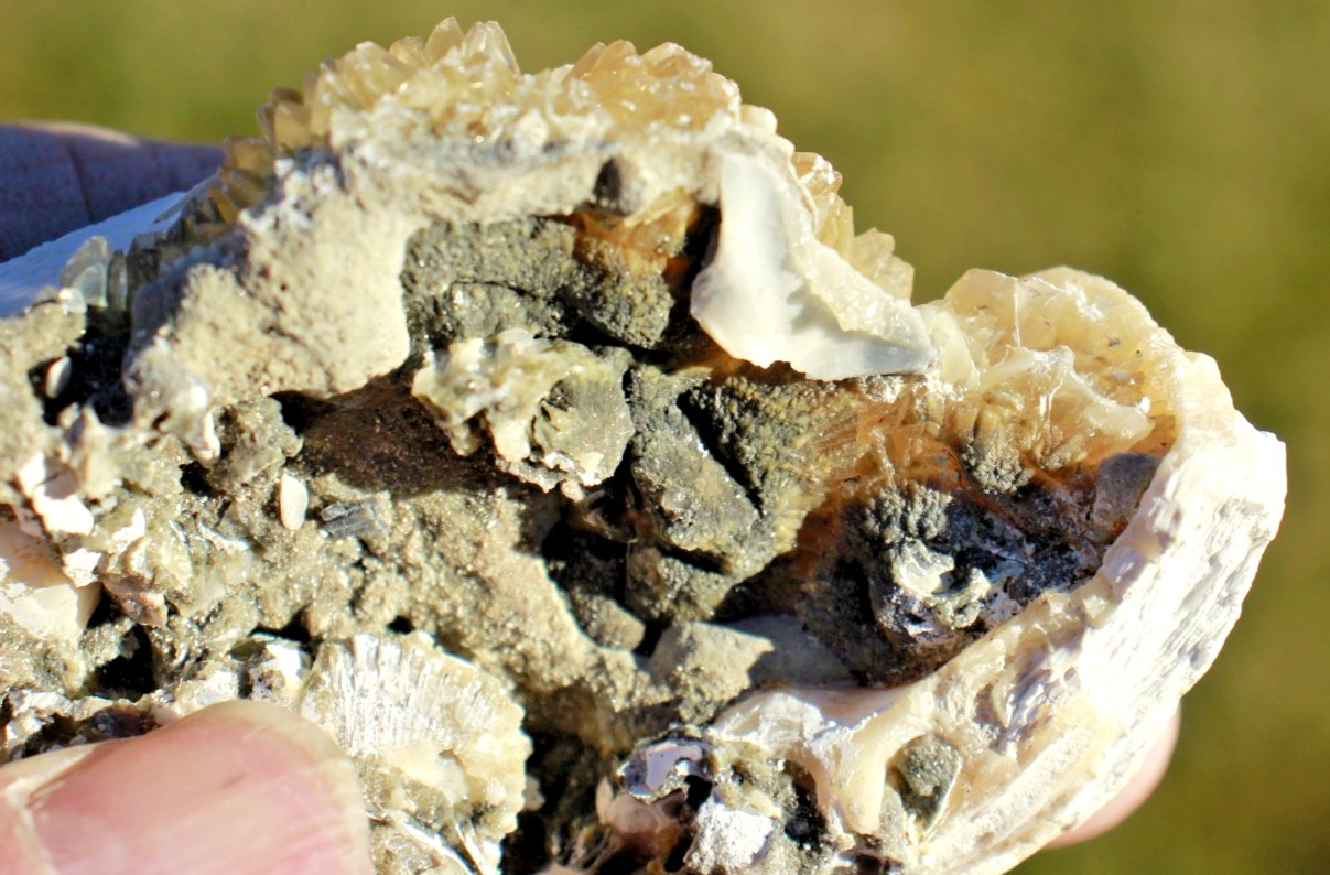Fluorescent Fossil Crystal Clam from Ruck's Pit, Florida • Mercanaria permanga