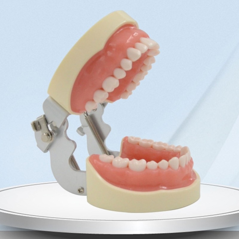 Soft Gums Removable 32 Teeth Suitable for Dentistry Students Operation Practice