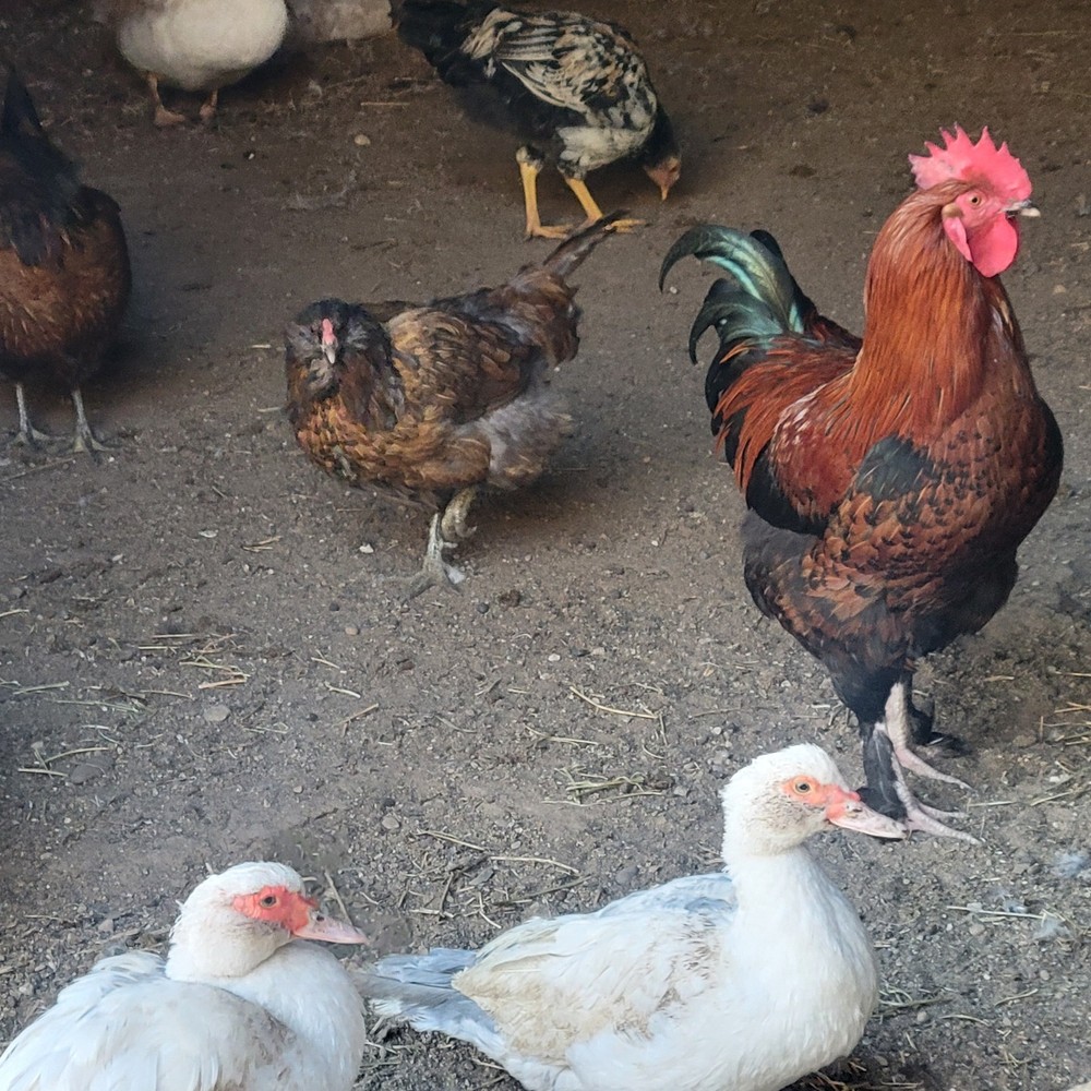 12 Rainbow hatching eggs mixed breeds