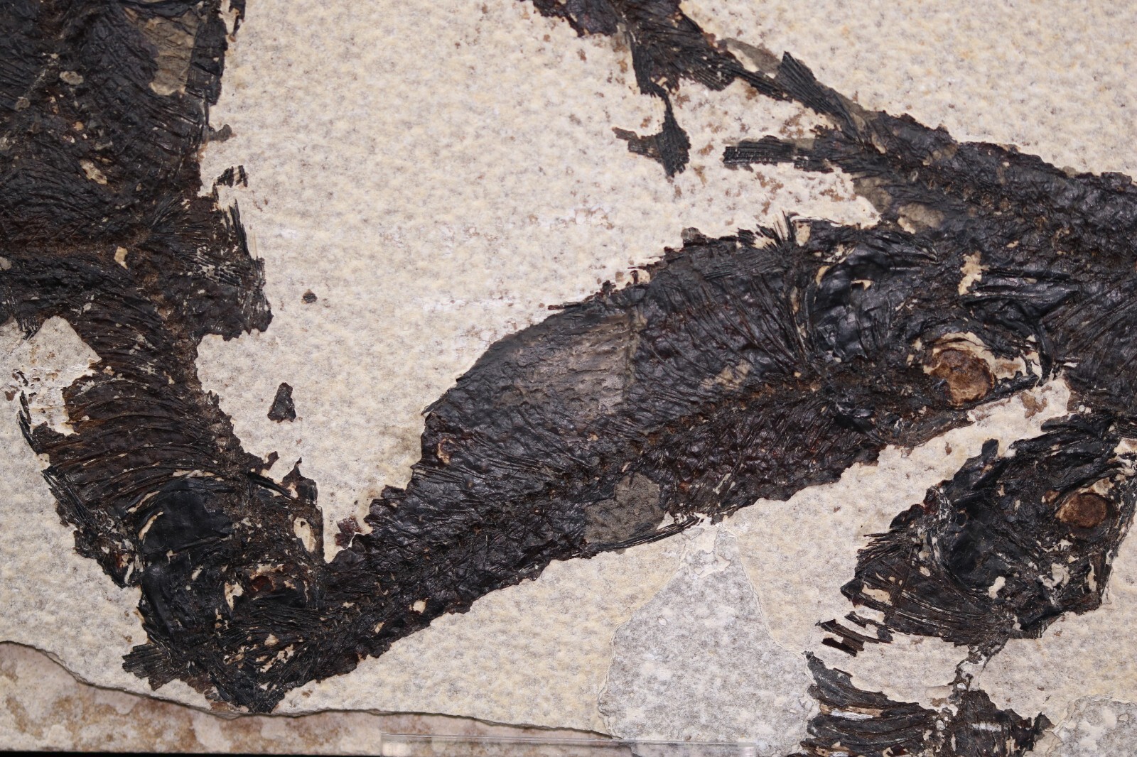 Multi Fossil Fish Mortality Fossil Lake Green River Fm Wyoming WY COA 11763