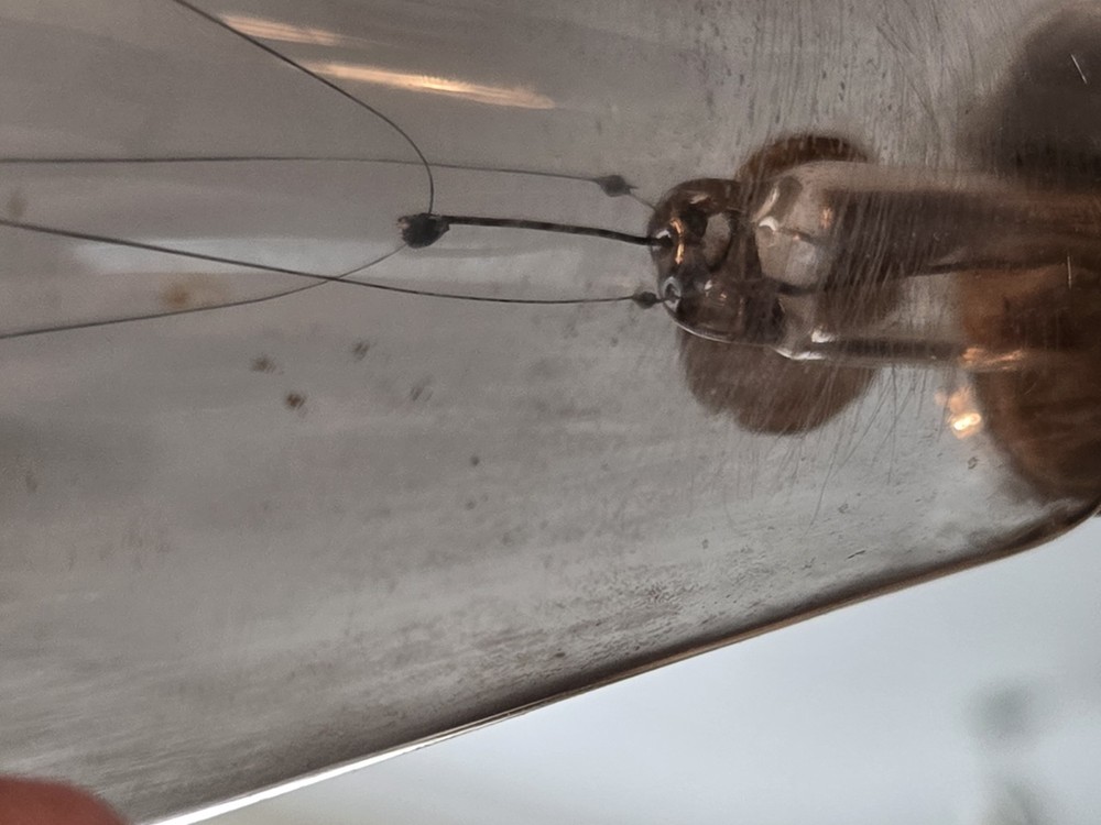 Antique Edison light bulb. Untested.