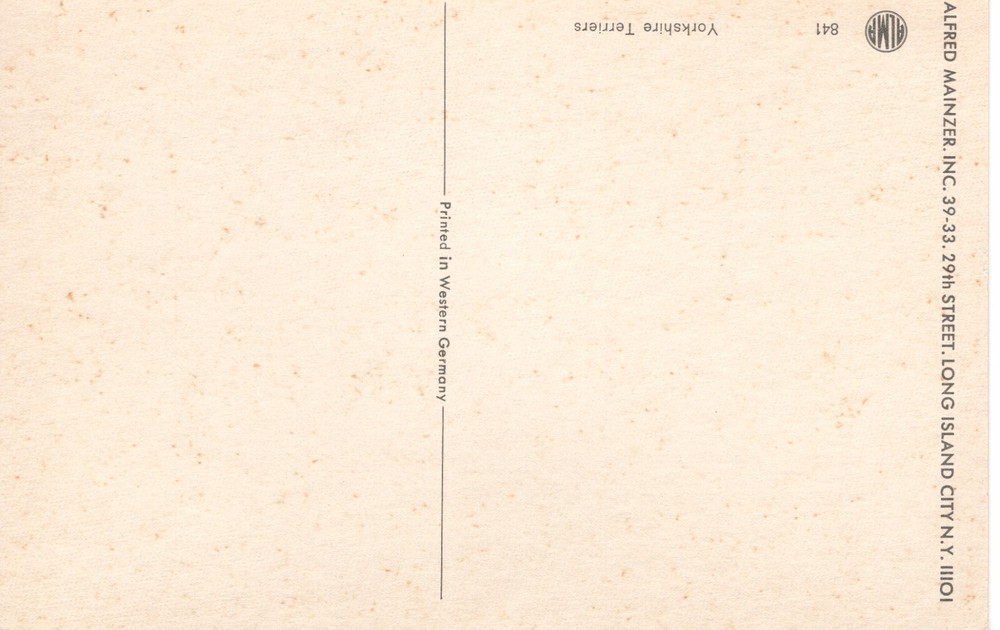 YORKSHIRE TERRIERS - PC5464