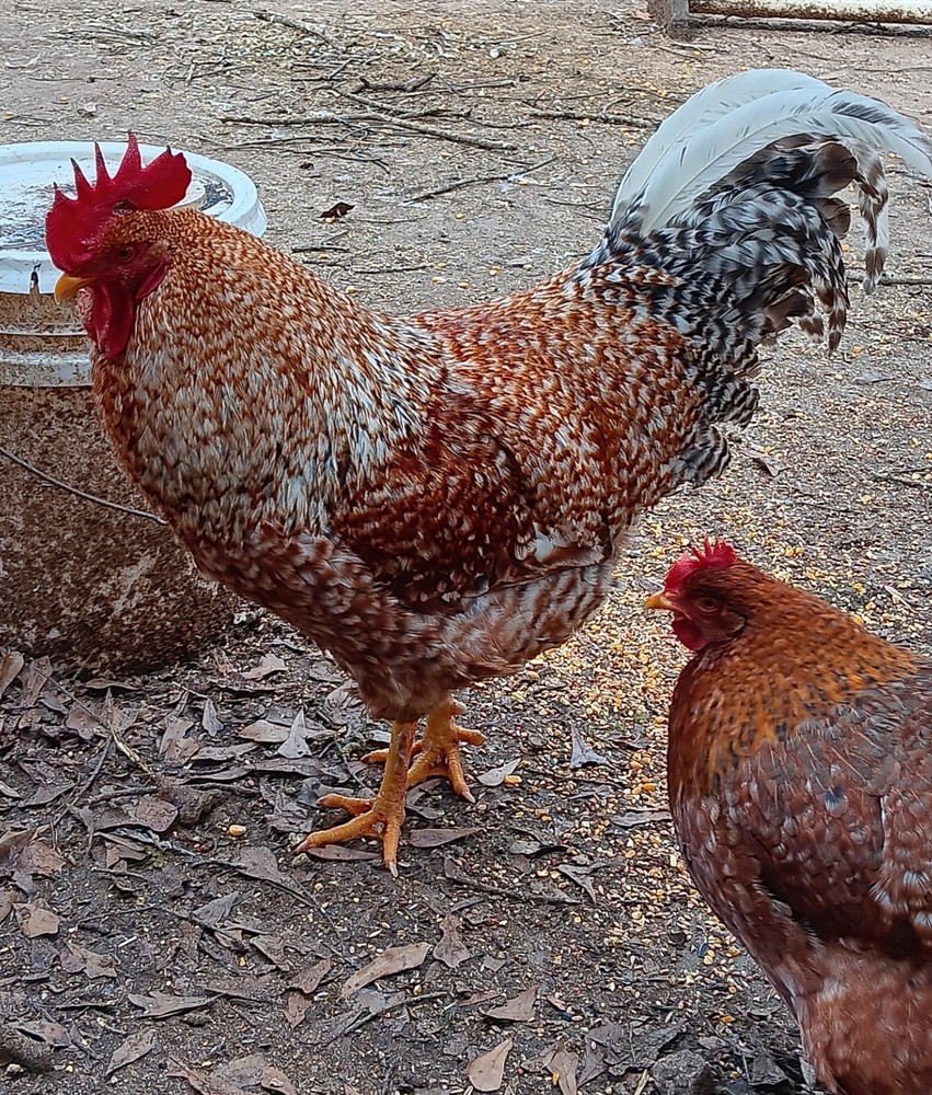 6 German Bielefelder Hatching Eggs
