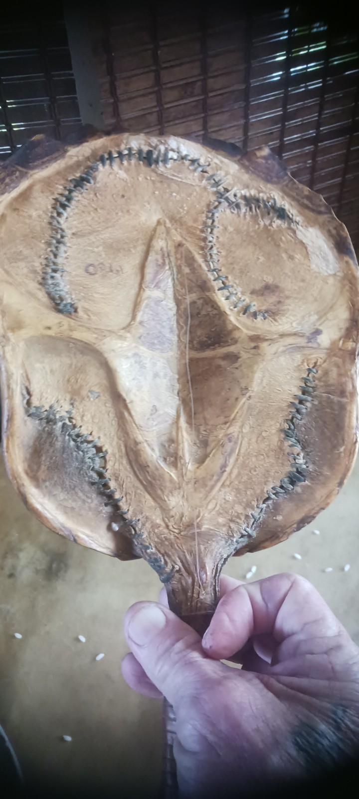 **AWESOME ANTIQUE NATIVE AMERICAN CEREMONY RATTLE OJIBWA SHAMAN NICE! *