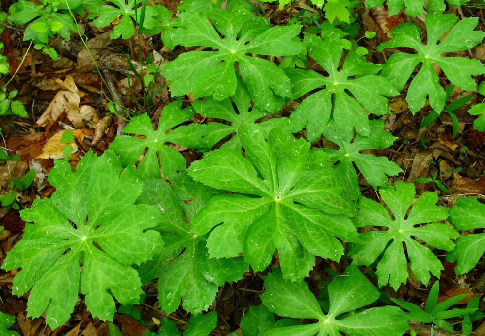Pure Herbs: Mayapple (Mandrake) - 1 oz.