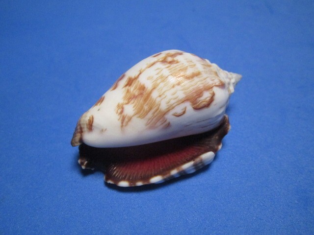 Strombus pipus Roeding, 1798 "BEAUTIFUL!" (43.2mm)