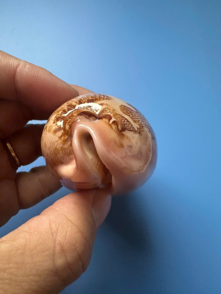 75.6mm | Cypraea Mappa |F+++ GEM | Nice pattern