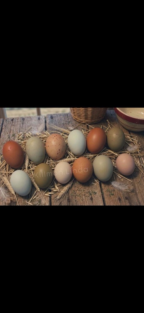 12+ Barnyard Mix Hatching Eggs - Silkie Polish Cochin Easter Egger - FRESH!