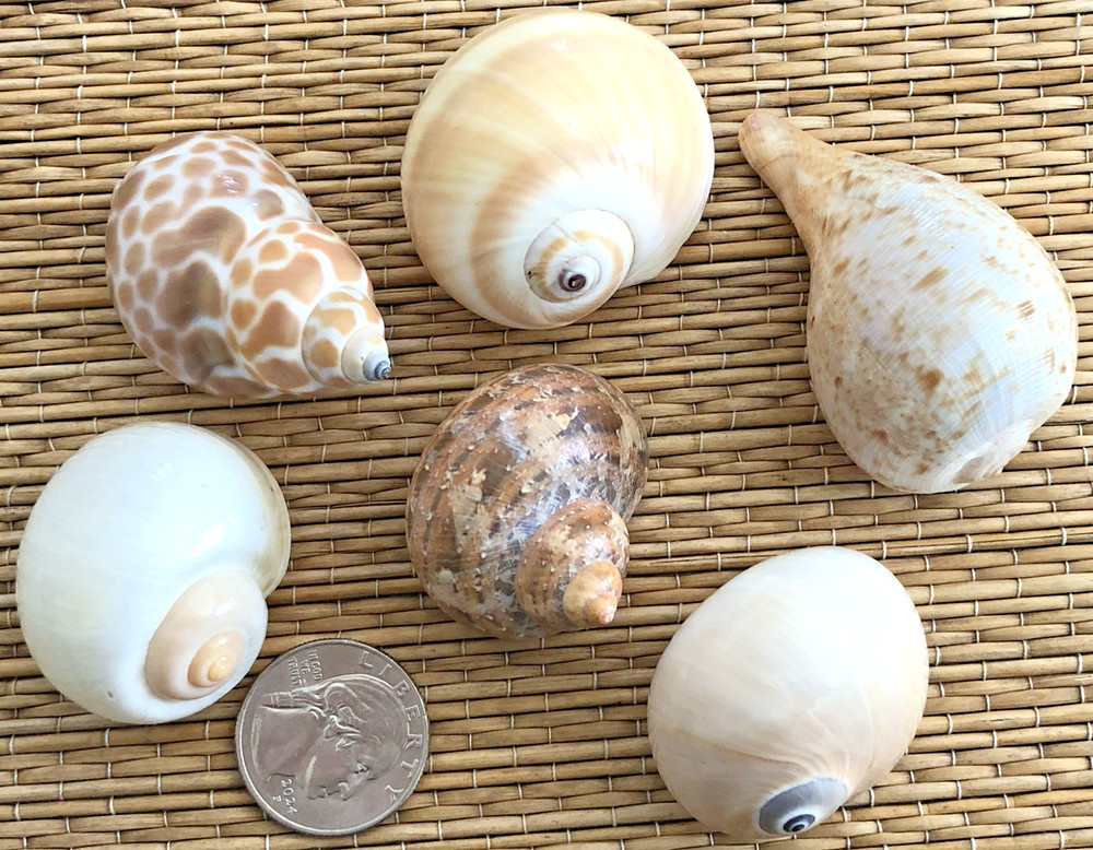 6 MEDIUM SEA SHELLS FOR YOUR GROWING HERMIT CRABS