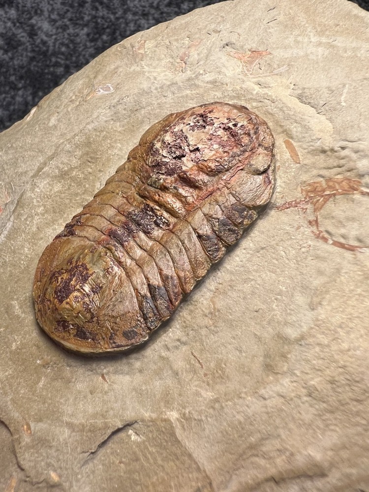 Symphysurus sp. Trilobite Fossil – Well-Preserved Specimen