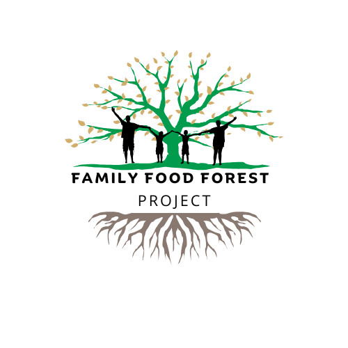 Beaumont Macadamia Nut Seedling (Macadamia integrifolia)