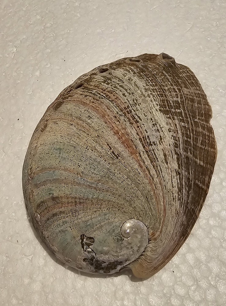 Abalone Sea Shell One Side