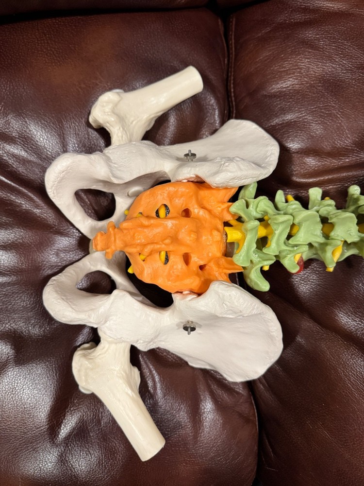 Didactic Flexible Spinal Column Anatomy Model-3B Scientific GmbH