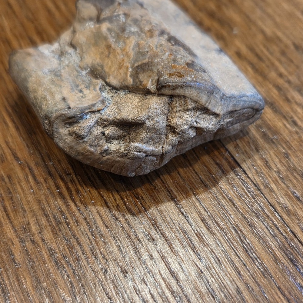 Extinct Sloth Fossil