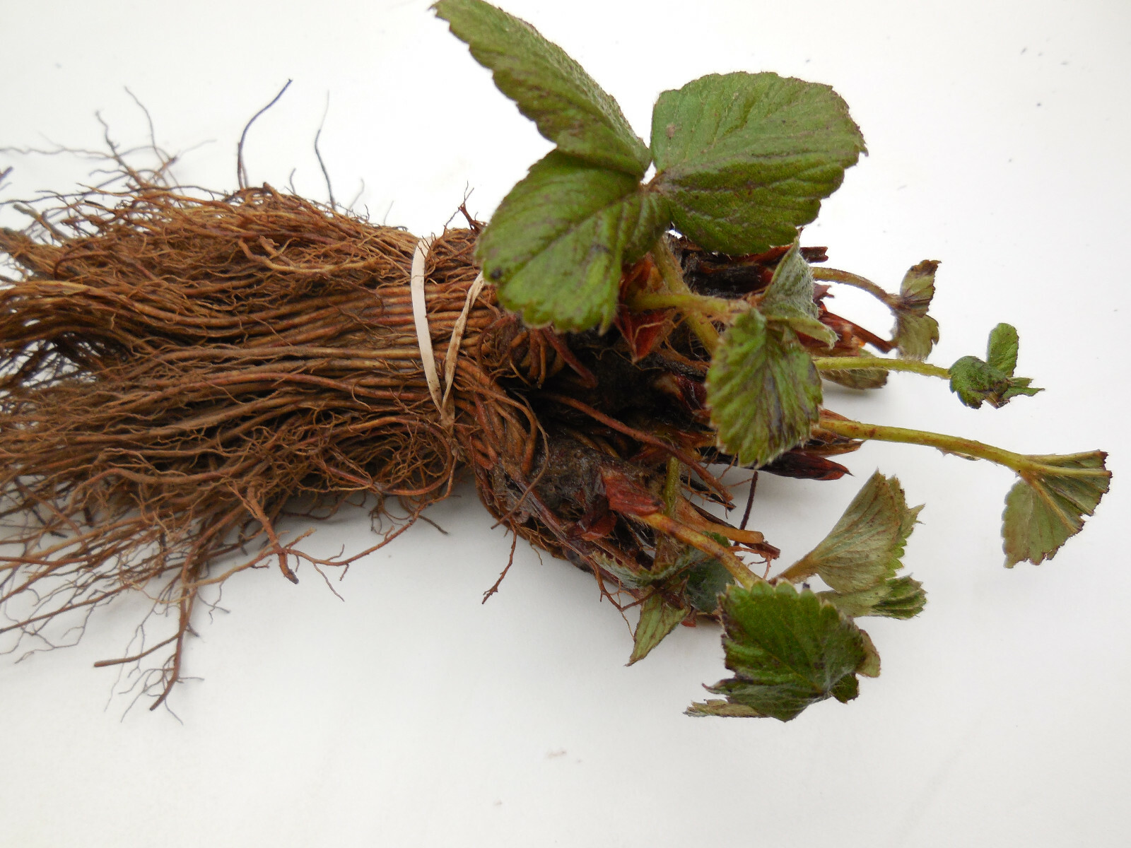 Eversweet Ever Bearing Strawberry Bareroot Plants Large, Sweet & Juicy Berries