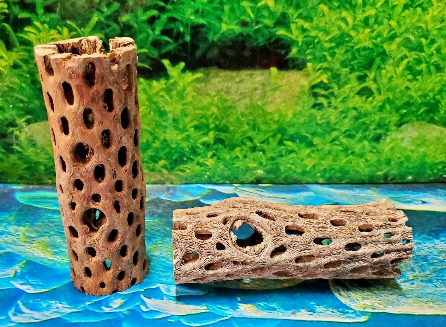 2 pcs of 6" inch TEDDY BEAR CHOLLA Wood Cactus | Aquarium, Terrarium Cave Tunnel