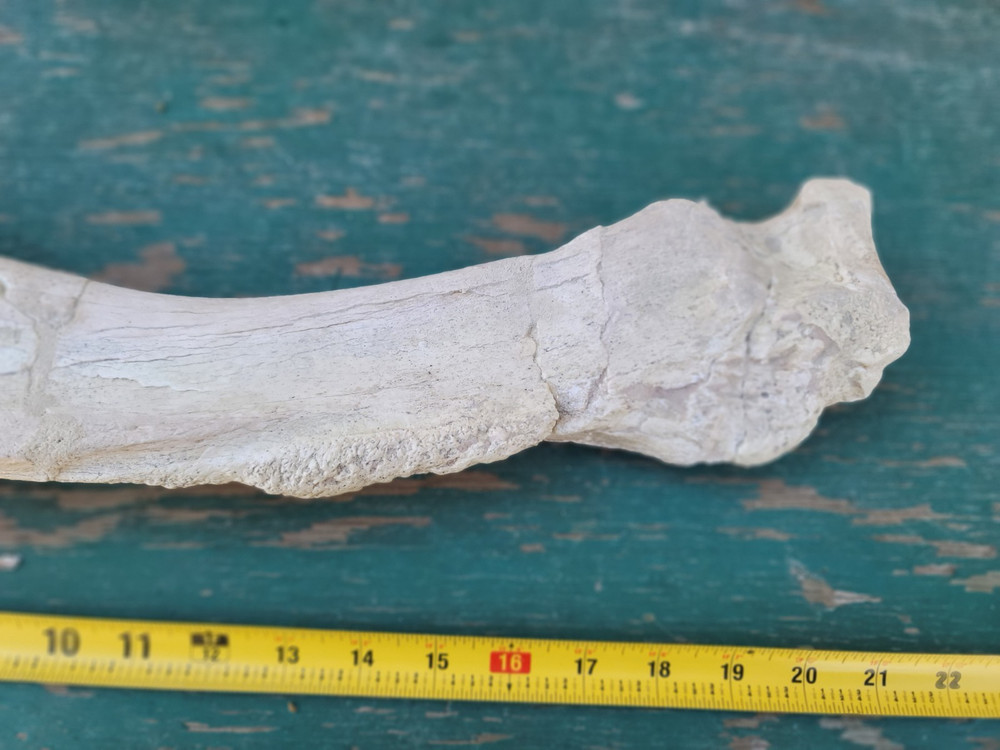 Titanothere Brontothere matched Radius and Ulna large leg bones complete example