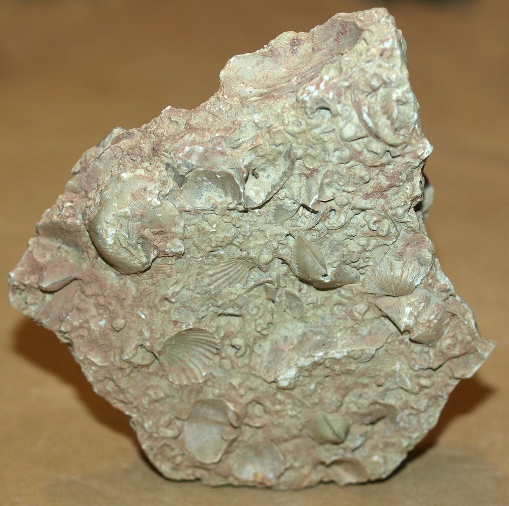 Plate with  association of  Middle Devonian  Brachiopods.