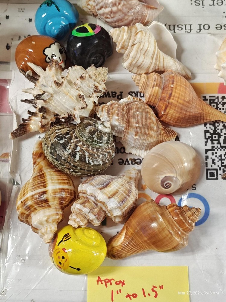 Hermit crab Shells 1 to 1.5 inch Assorted 14 Pack