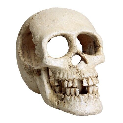 RA UNDERWATER TREASURES Skull