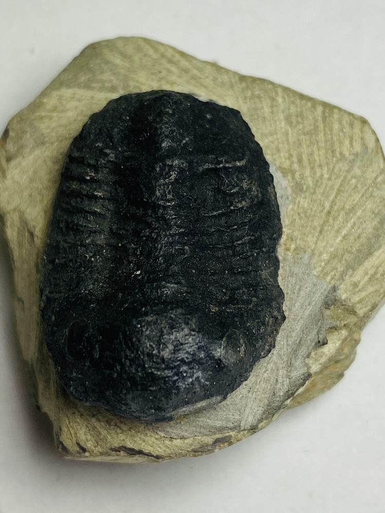trilobite fossil