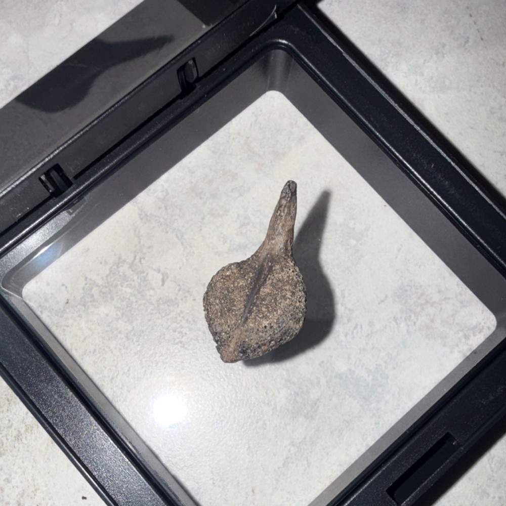 Fossilized Pufferfish scale with spike Specimen in Display Case