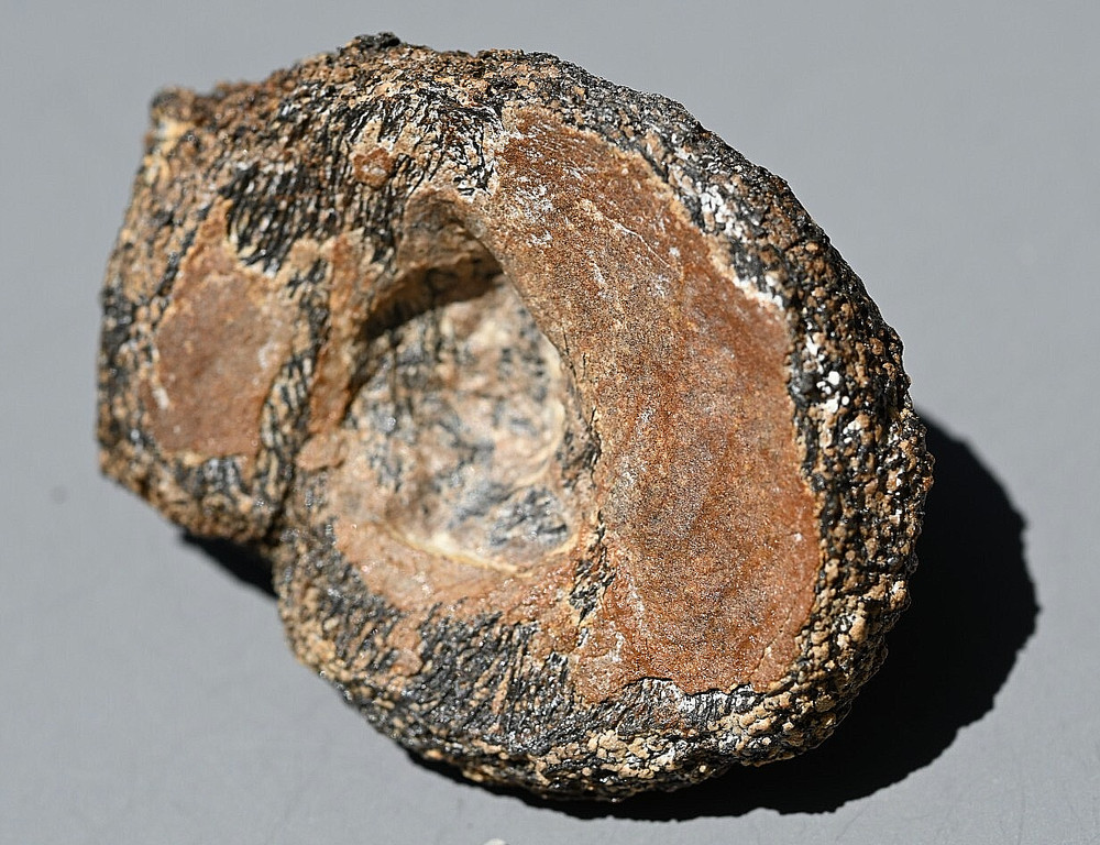 Fossil Tyrannosaur Bone